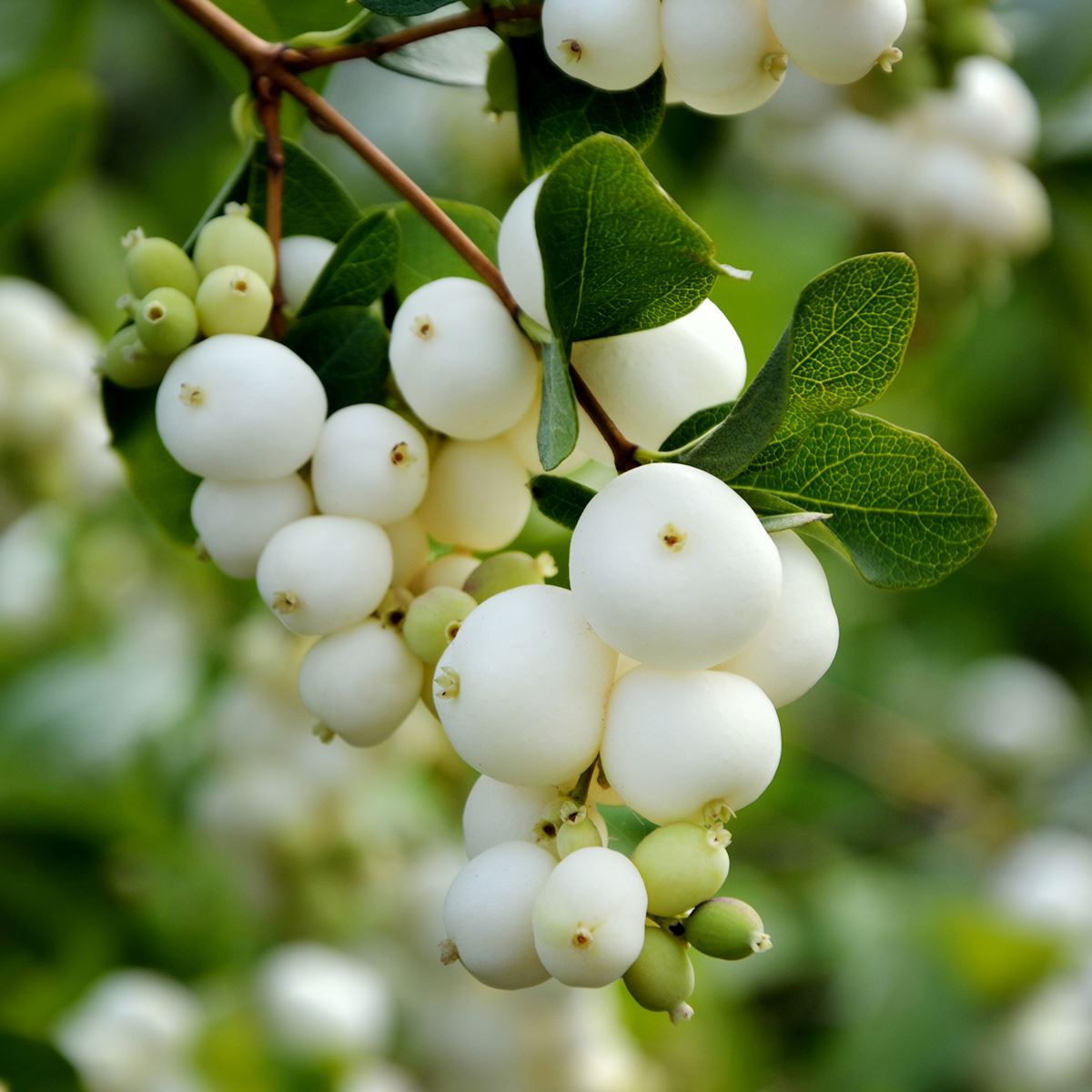 Cluster Berry Stems, Set of Six