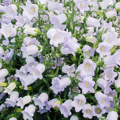 With Fairy-Tale Origins, Campanula&#39;s Garden-Style Blooms Capture the Essence of Springtime