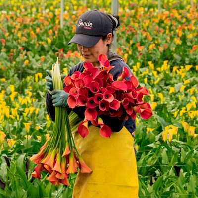 Esmeralda Farms Expands Its Floral Holdings With Sande Flowers Acquisition