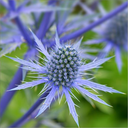 Eryngium detail.