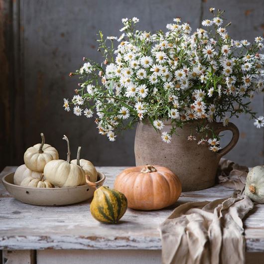 This autumnal Aster display captures the spirit of fall in the countryside.