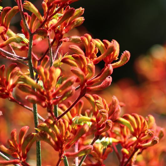 Kangaroo paw detail.