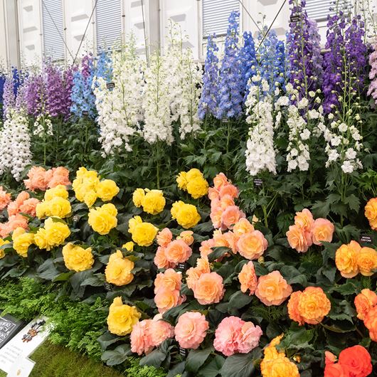 Exhibits inside the Great Pavilion at the 2022 RHS Chelsea Flower Show.