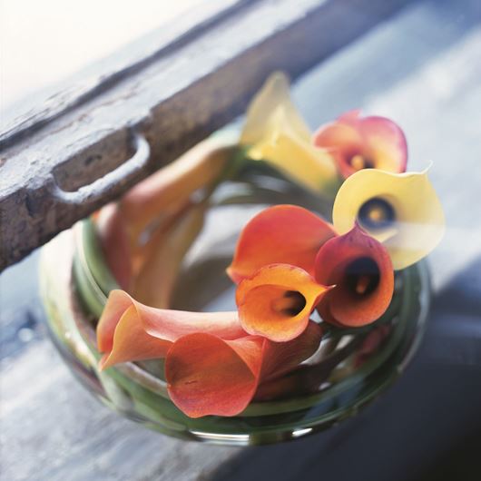 Bowl of callas. Photo: Stephen Smith for Florists Review