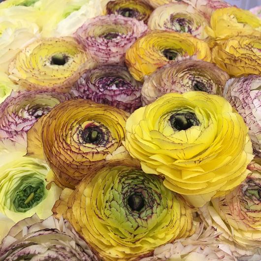 Striking, bicolor yellow and purple Ranunculus blooms.