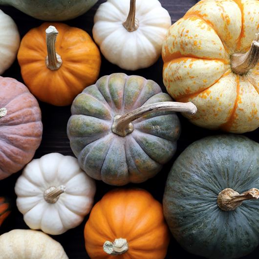 Assorted pumpkins capture the spirit of the autumn harvest.