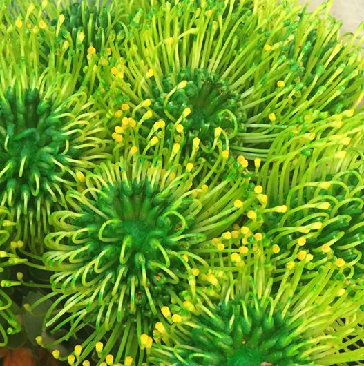 Green Leucospermum cordifolium