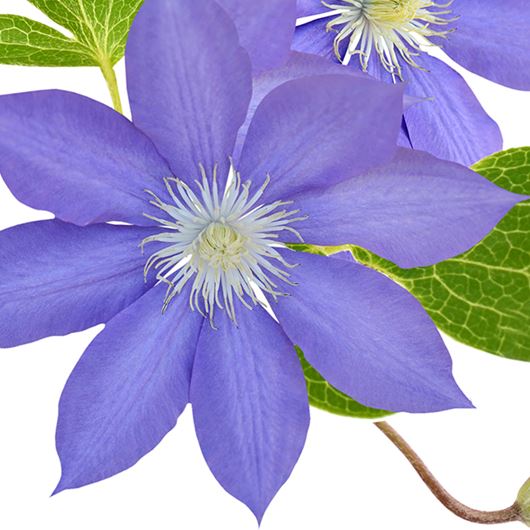 Clematis detail.