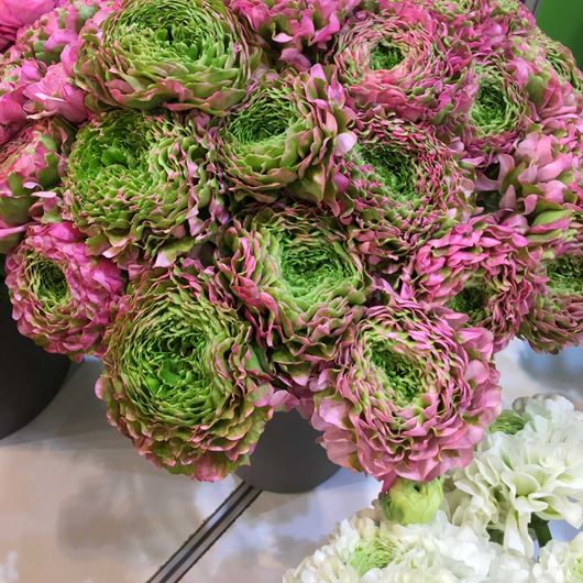 Bicolor green/pink Ranunculus ​detail.