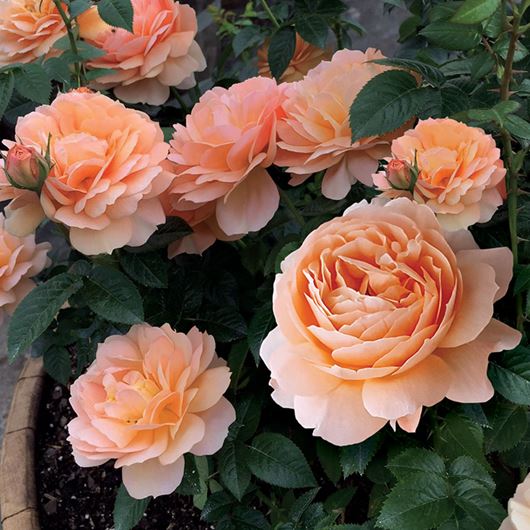 Jackson & Perkins' new 'Vogue Anniversary Rose'