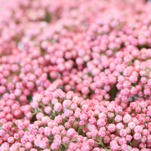 Victoria Pink® rice flower.