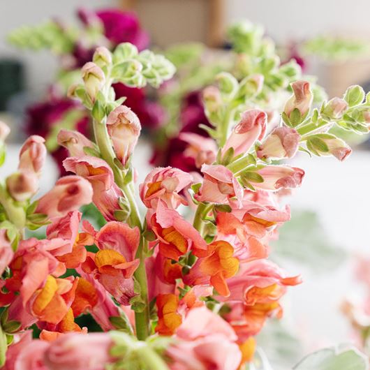 Orange snapdragon detail.