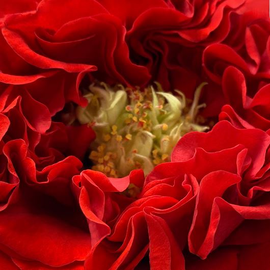 'Red Eye' garden rose detail.