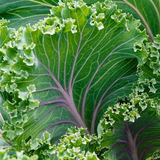 Kale foliage detail.