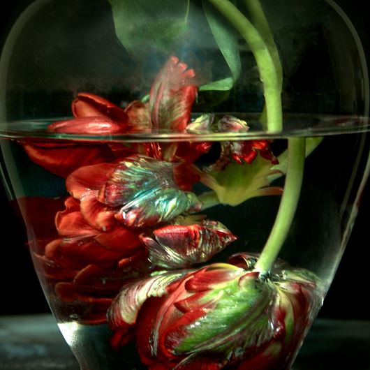 Underwater floral photography featuring parrot tulips.