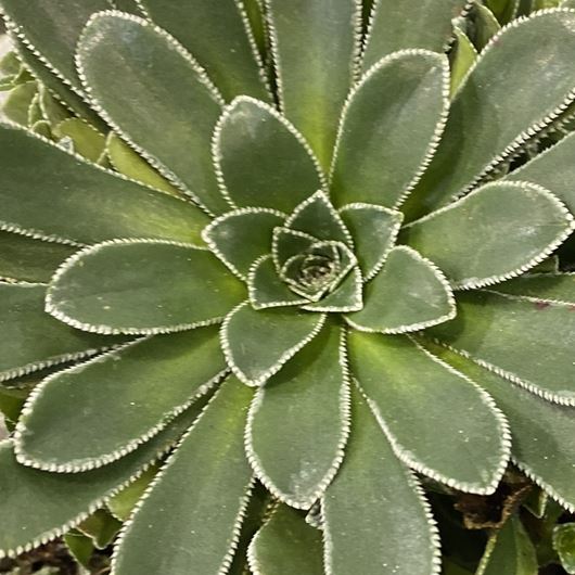 Succulent plant.