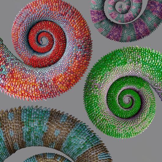 Chameleon tails are a brilliant representation of GREENSPACE's vivid color palette.