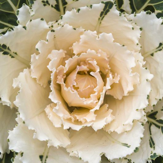 Ornamental kale detail.