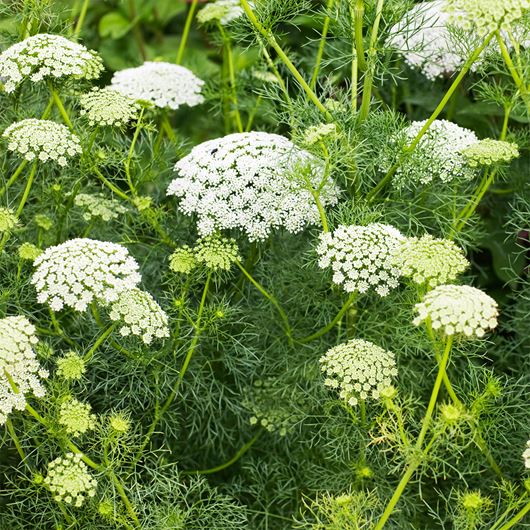 Ammi majus growing wildly in a summer garden.