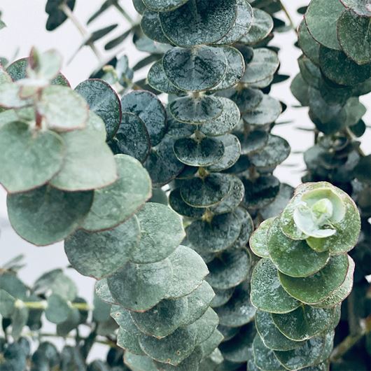 'Baby Blue' Eucalyptus detail.