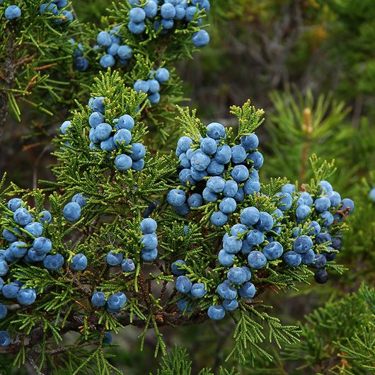 Juniper berry detail.