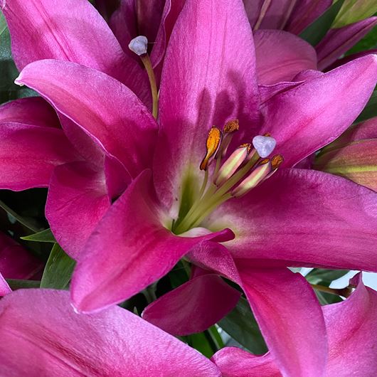 Oriental lily detail.