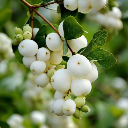 Snowberry detail.