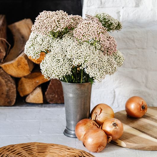 Home arrangement featuring 'Victoria Pink®' and 'Victoria White®' rice flower.