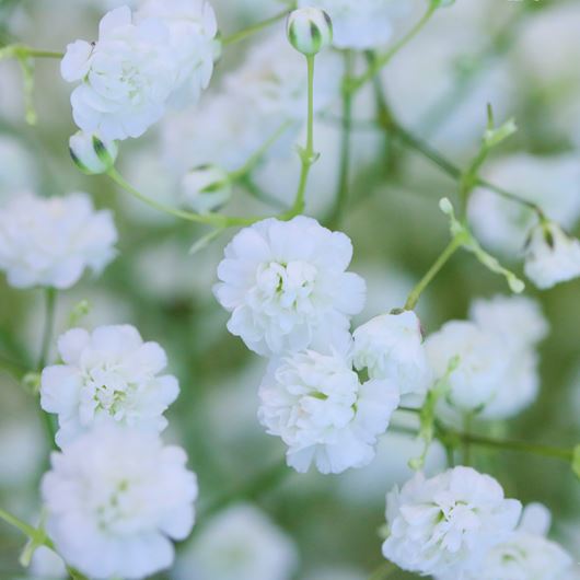 Big-bloomed Overtime® Gypsophila.