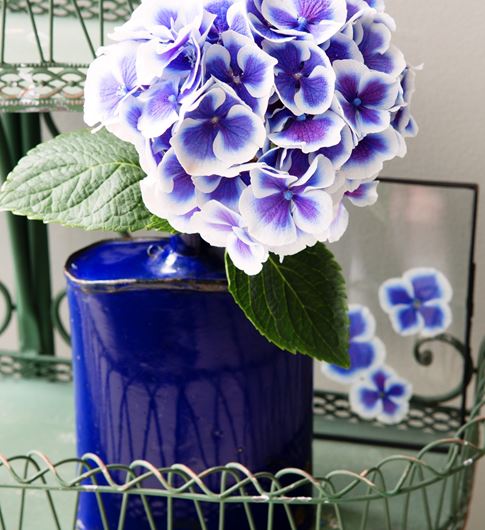 Bi-color Hydrangea (Hydrangea macrophylla) with pressed petals between glass. Photo: Rolinda Windhorst