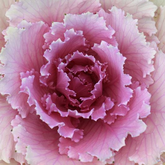 Ornamental kale detail.