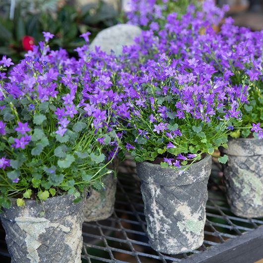 Potted Campanula detail.