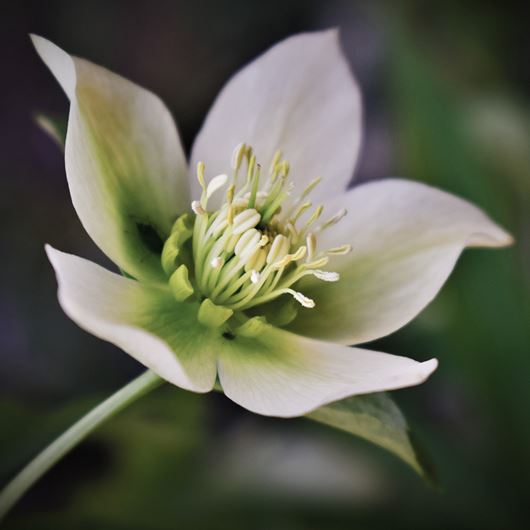 Helleborus odorus detail.