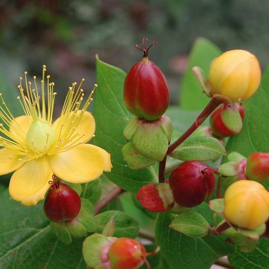 Hypericum detail.