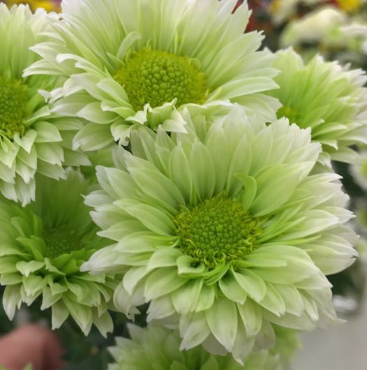 Green pompon Chrysanthemums