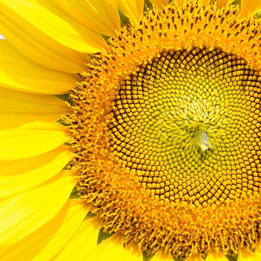 Sunflower detail. Photo: Shutterstock