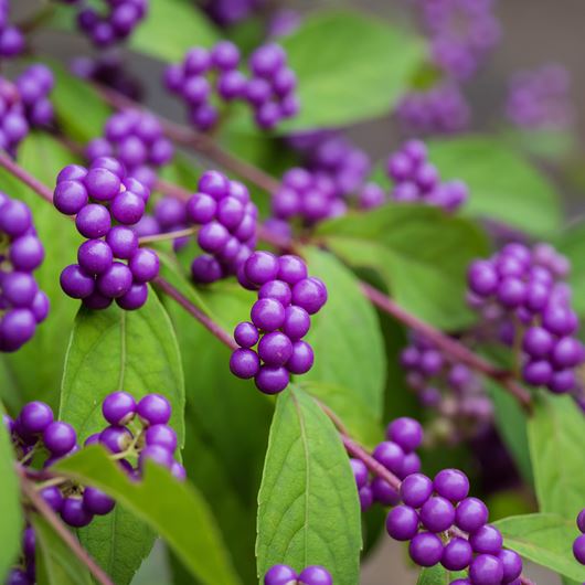 Our Essential Guide to Decorative Winter Berries (Plus A Few Imposters ...