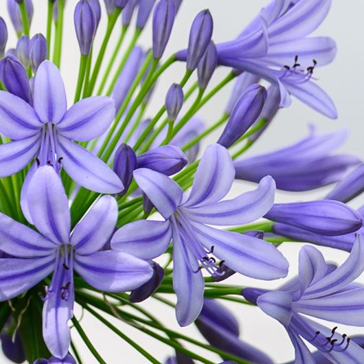 Agapanthus detail.