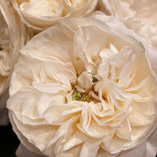 Leonora garden rose.