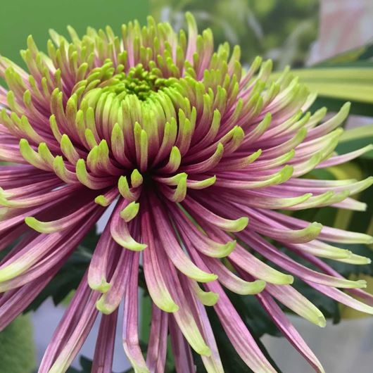 Details of a bi-color purple 'Balthazar' spider Chrysanthemum.