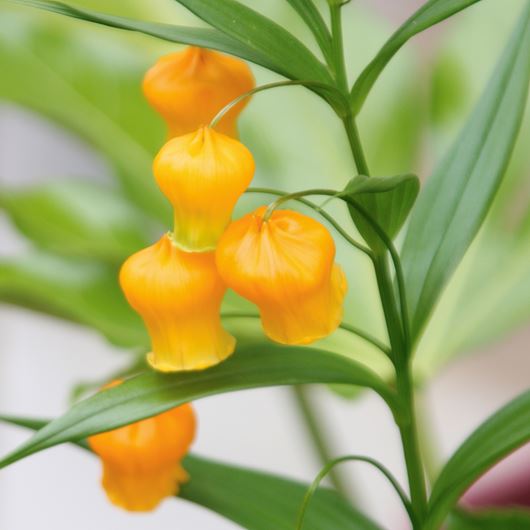 Sandersonia detail.