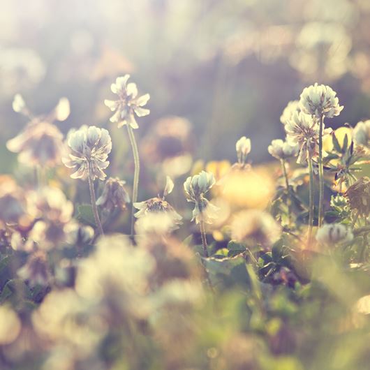 Field of wildflowers.