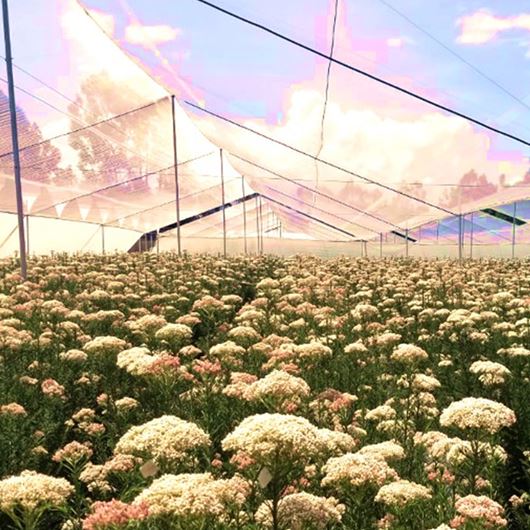 Rice flower blooming under greenhouse cultivation.