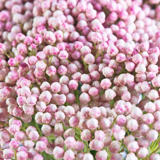 'Victoria Pink®' rice flower detail.