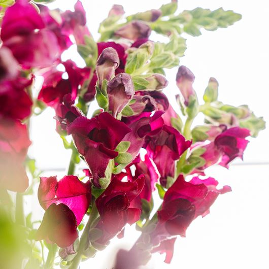 Red snapdragon detail.