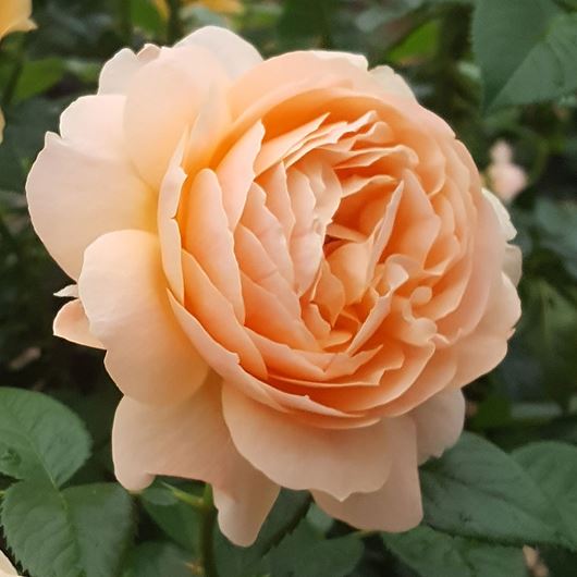 Jackson & Perkins' new 'Vogue Anniversary Rose'