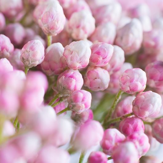 'Victoria Pink®' rice flower detail.