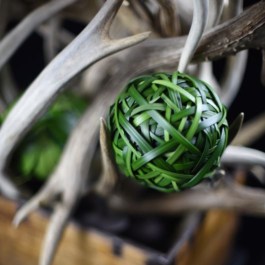 Liriope muscari orb becomes a botanical objet d’art. Photo: Jason Edwards