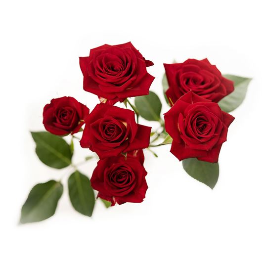 'Brilliant Stars® Red' spray rose detail.
