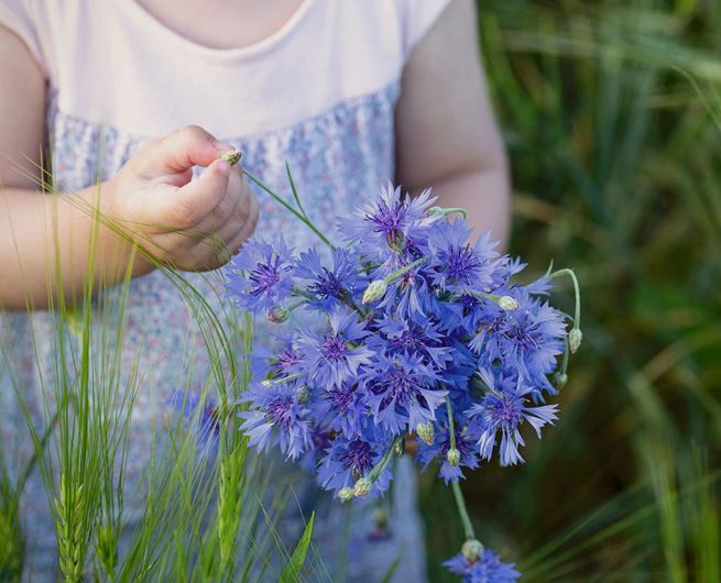 Girl picking wildflowers among tall grass.